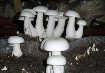 قارچ کالوسیب - Milky mushroom