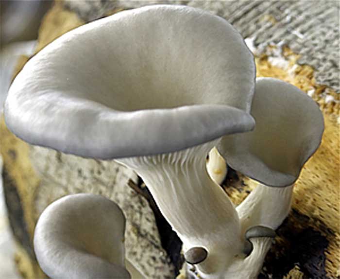 قارچ صدفی پلوروتوس 